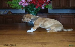 Chihuahua dogs for sale: George - Image 4