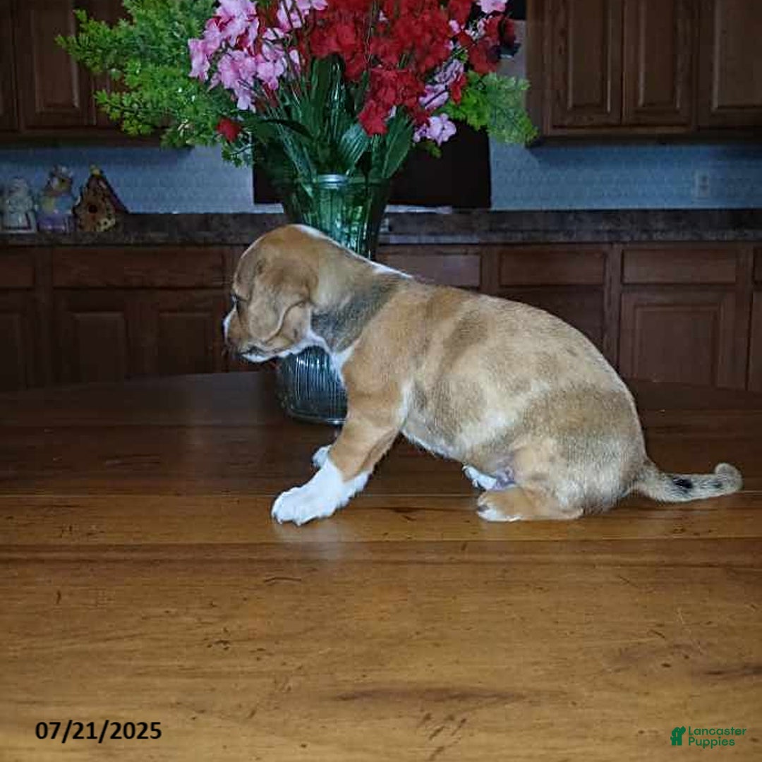 Chihuahua dogs for sale: George - Image 4