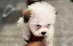 West Highland Terrier dogs for sale: Bruno - Image 3