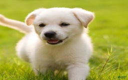 Mixed Breed dogs for sale: Atom - Image 1