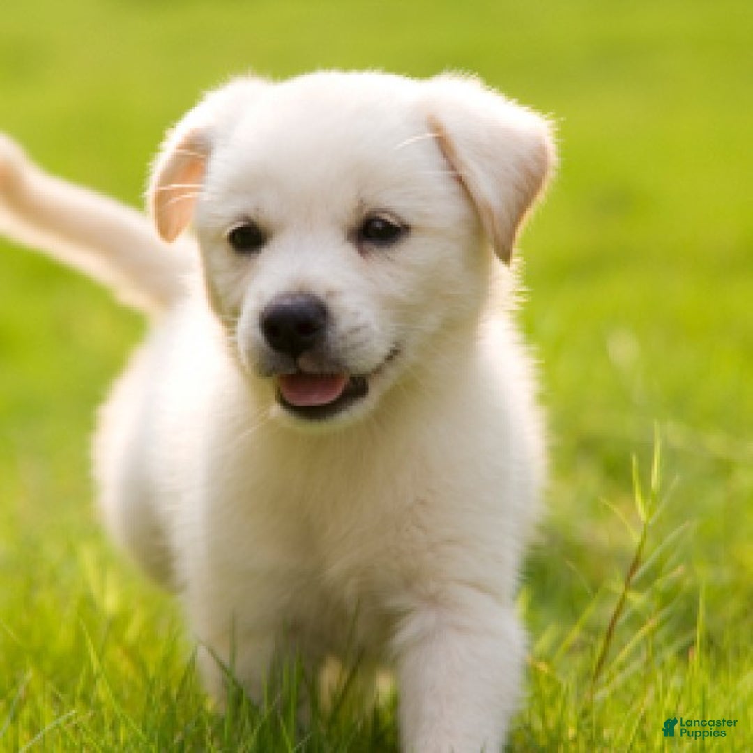 Mixed Breed dogs for sale: Atom - Image 1
