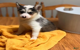 Pomsky dogs for sale: Sweet Rain - Image 9