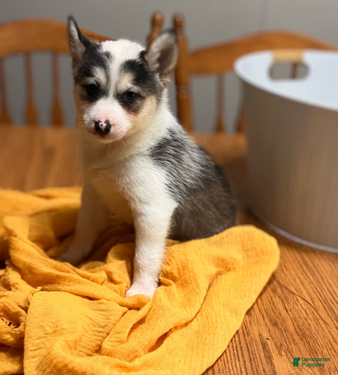 Pomsky dogs for sale: Sweet Rain - Image 9