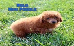 Miniature Poodle dogs for sale: Rolo - Image 1