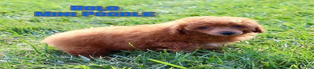 Rolo