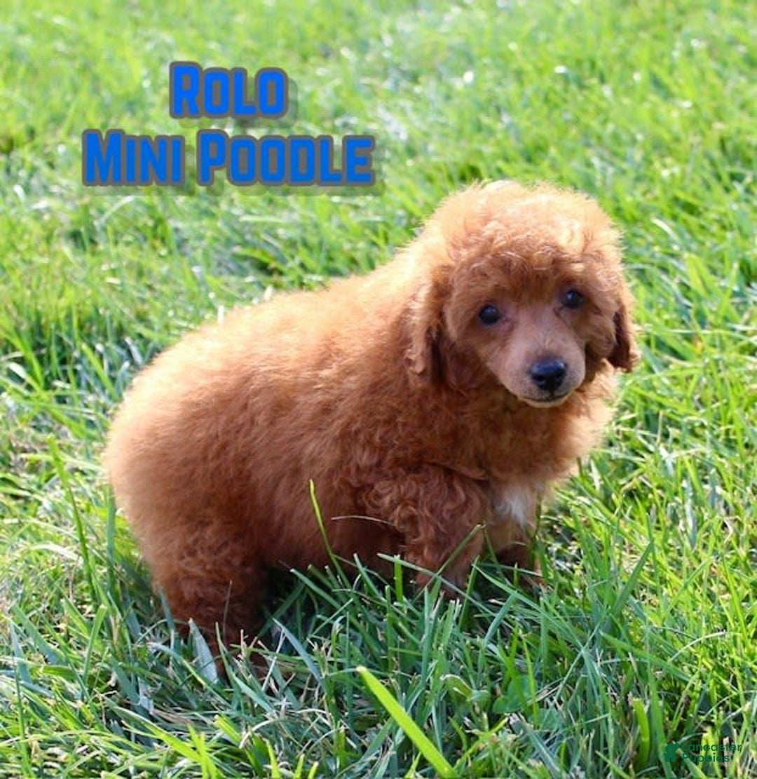 Miniature Poodle dogs for sale: Rolo - Image 1