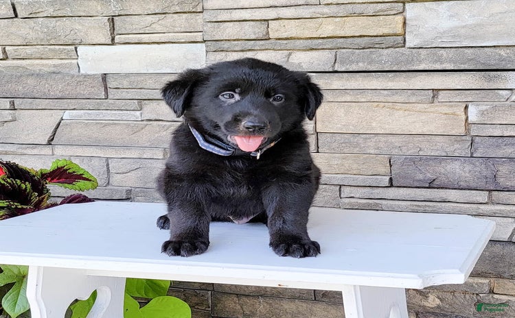 Labrador Retriever dogs for sale - Ad 3