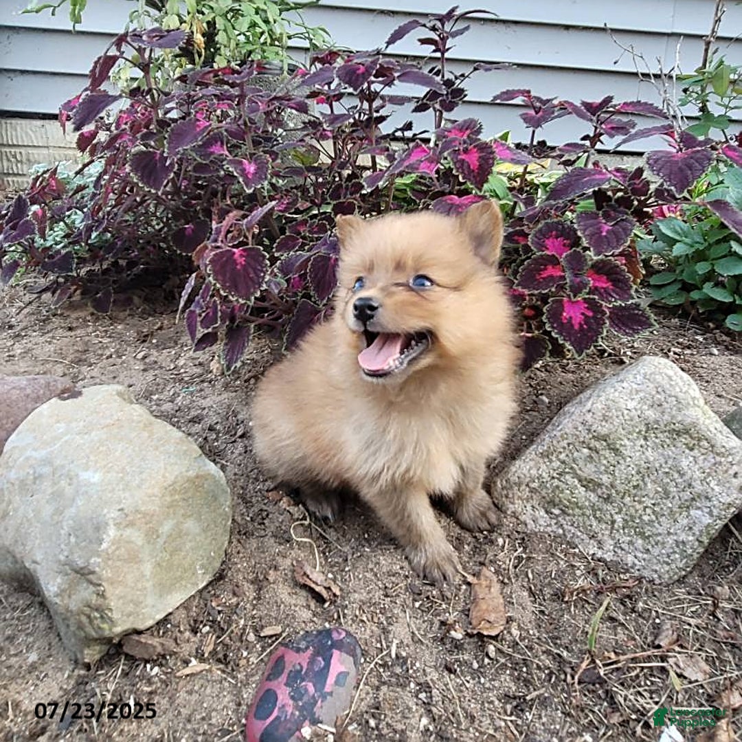 Pomeranian dogs for sale: Buddy - Image 1