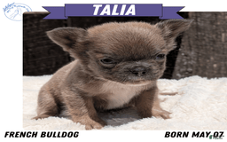 French Bulldog dogs for sale: Talia - Image 2