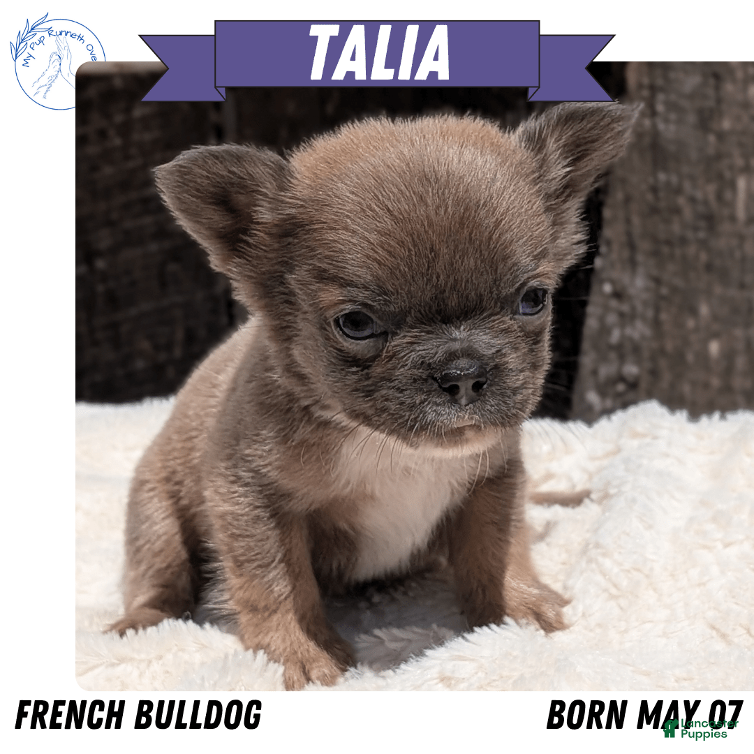 French Bulldog dogs for sale: Talia - Image 2