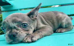 French Bulldog dogs for sale: Luna - Image 30