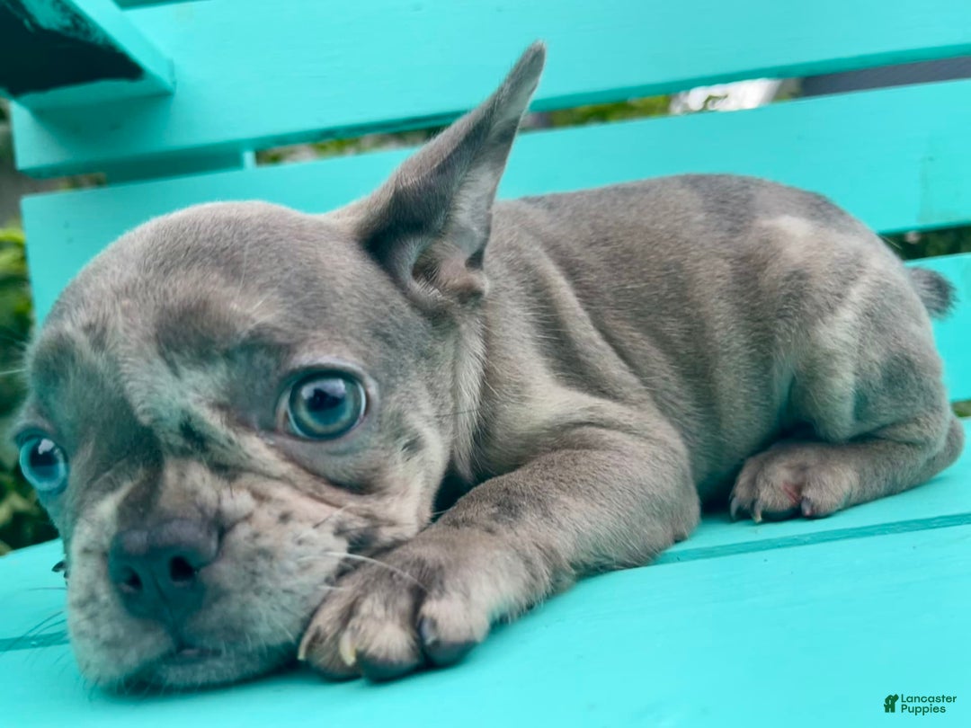 French Bulldog dogs for sale: Luna - Image 30