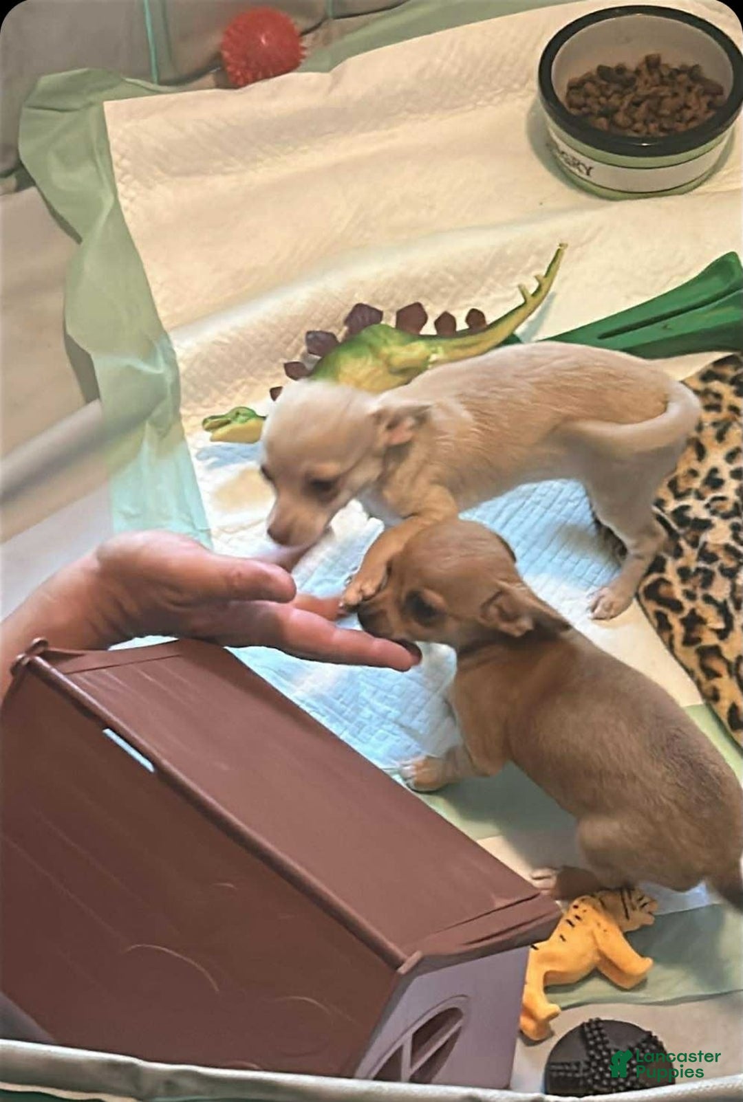 Chihuahua dogs for sale: Minnie - Image 6