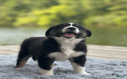 Australian Shepherd dogs for sale: Nova - Image 7