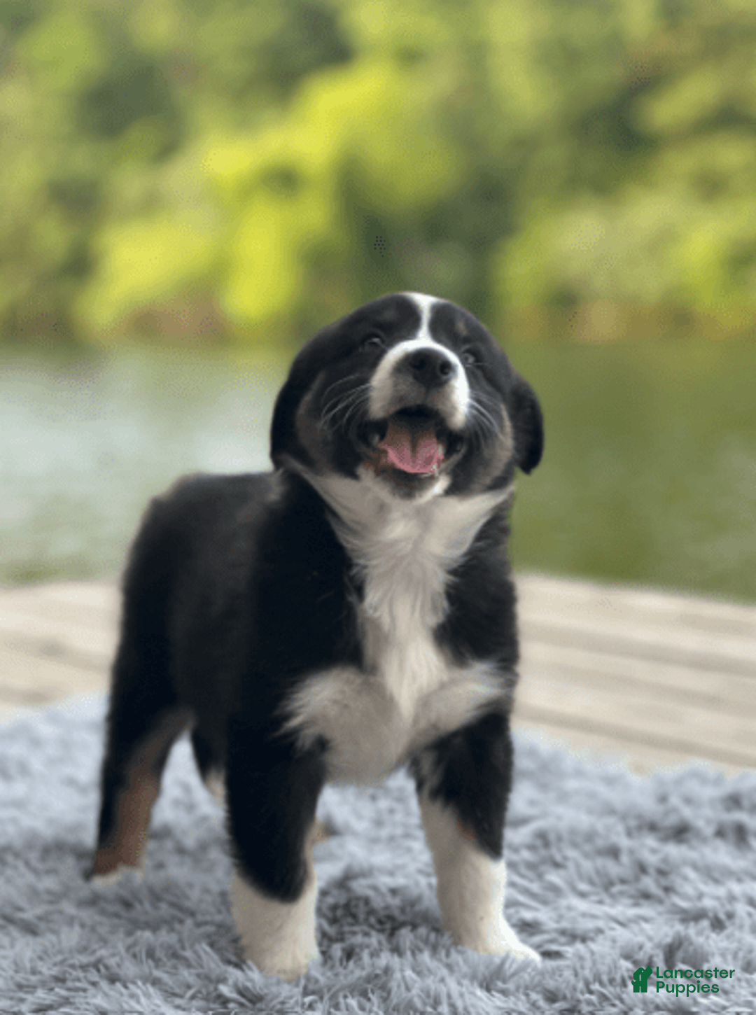 Australian Shepherd dogs for sale: Nova - Image 7