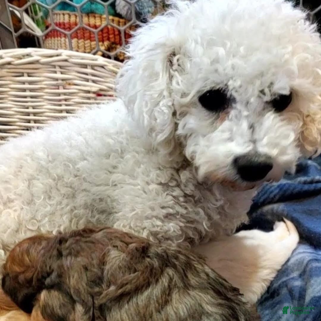 Cavachon dogs for sale: Destin - Image 16
