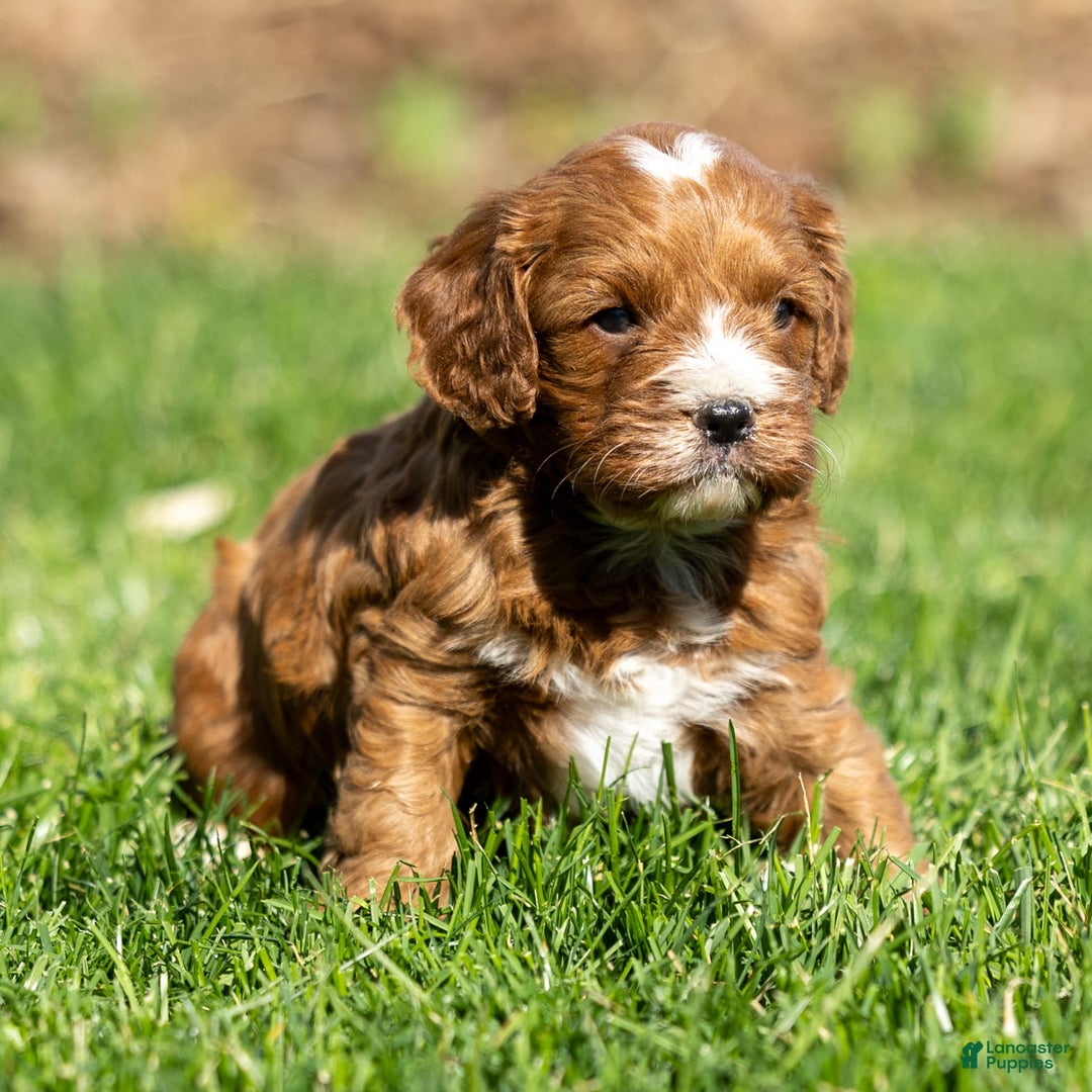 Cavapoo dogs for sale: Biscuit - Image 8