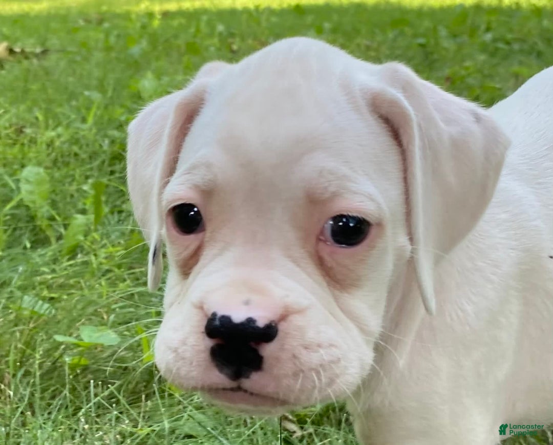 Boxer dogs for sale: Skye - Image 5