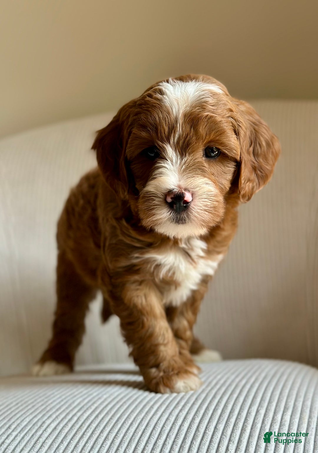 Mini Goldendoodle dogs for sale: Wrangler - Image 4