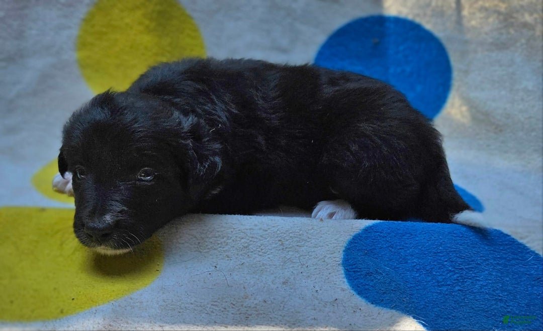 Border Collie dogs for sale: Francis - Image 18