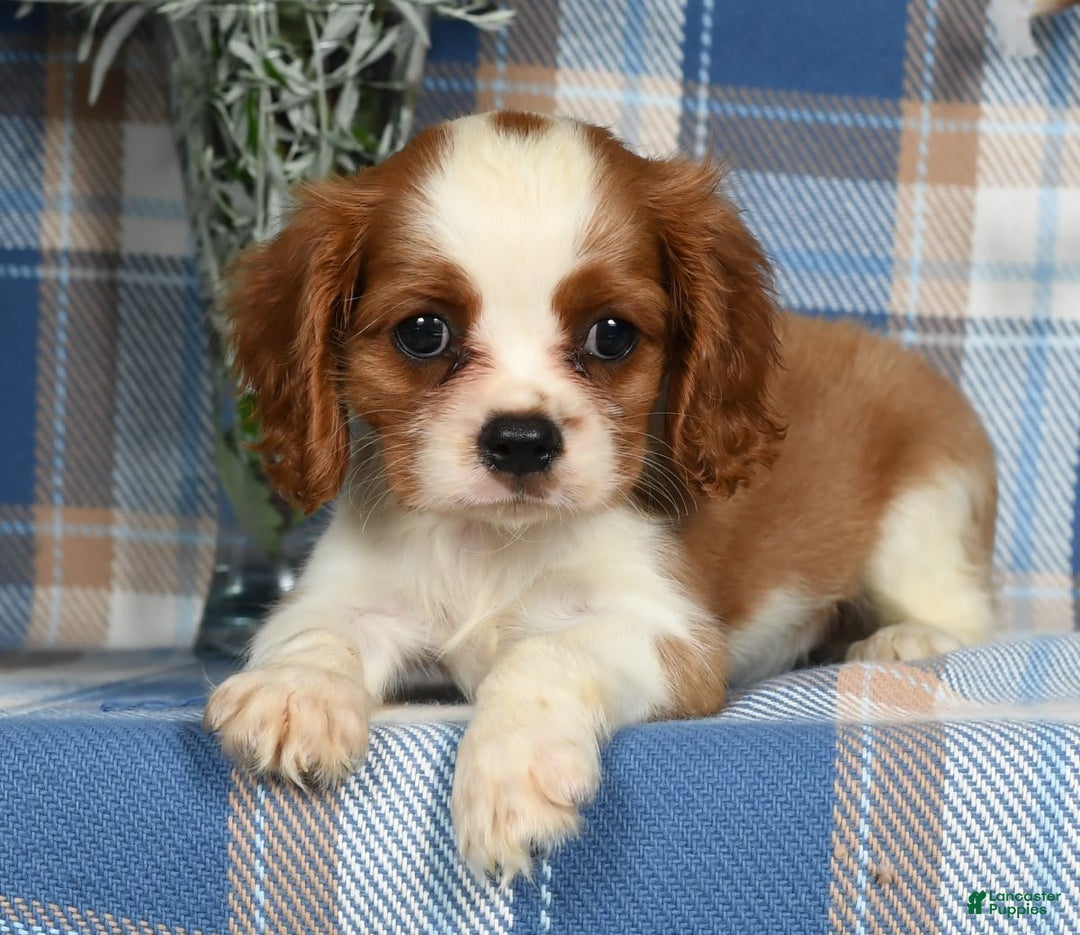 Cavalier King Charles Spaniel dogs for sale: Angie - Image 6