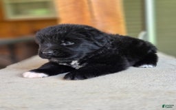 Newfoundland dogs for sale: Tramp - Image 4