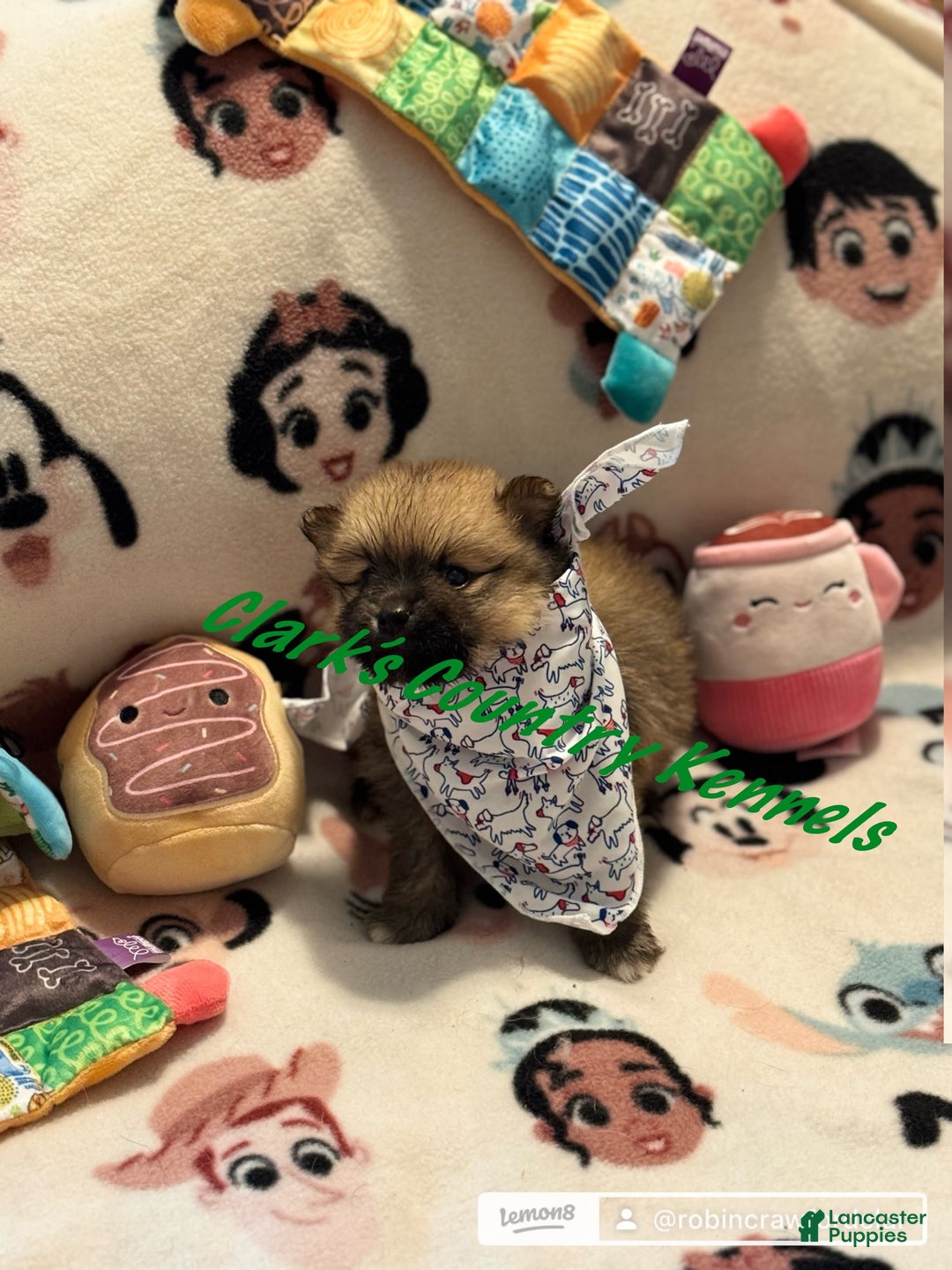 Pomeranian dogs for sale: Baxter - Image 2
