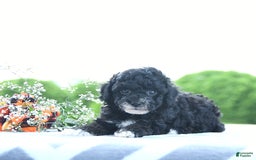 Toy Poodle dogs for sale: Kobey - Image 4