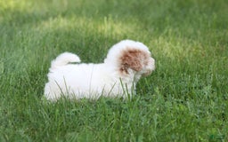 Maltipoo dogs for sale: Oscar - Image 1