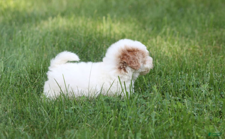 Maltipoo dogs for sale - Ad 5