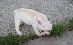 French Bulldog dogs for sale: Melanie - Image 2