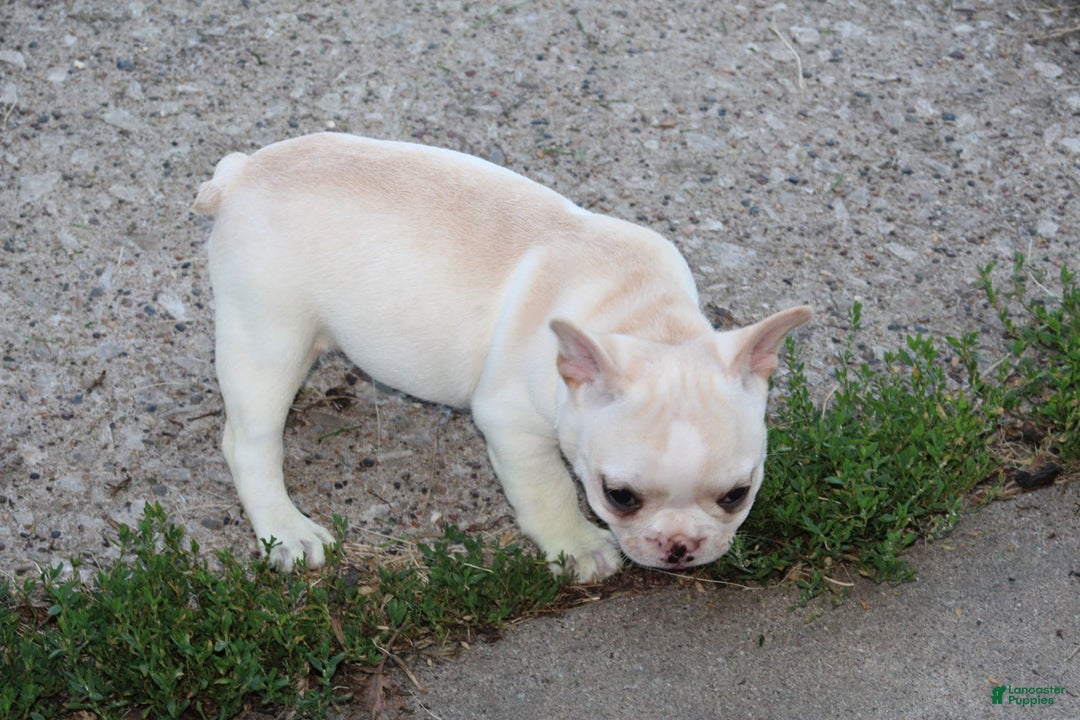 French Bulldog dogs for sale: Melanie - Image 2