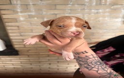 American Bully dogs for sale: Little Leo - Image 11