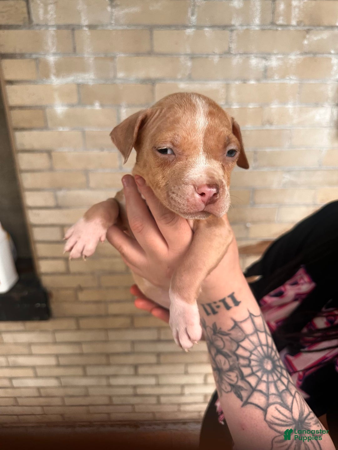 American Bully dogs for sale: Little Leo - Image 11