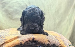 Cockapoo dogs for sale: Emily - Image 18