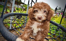 Havapoo dogs for sale: Toto - Image 17