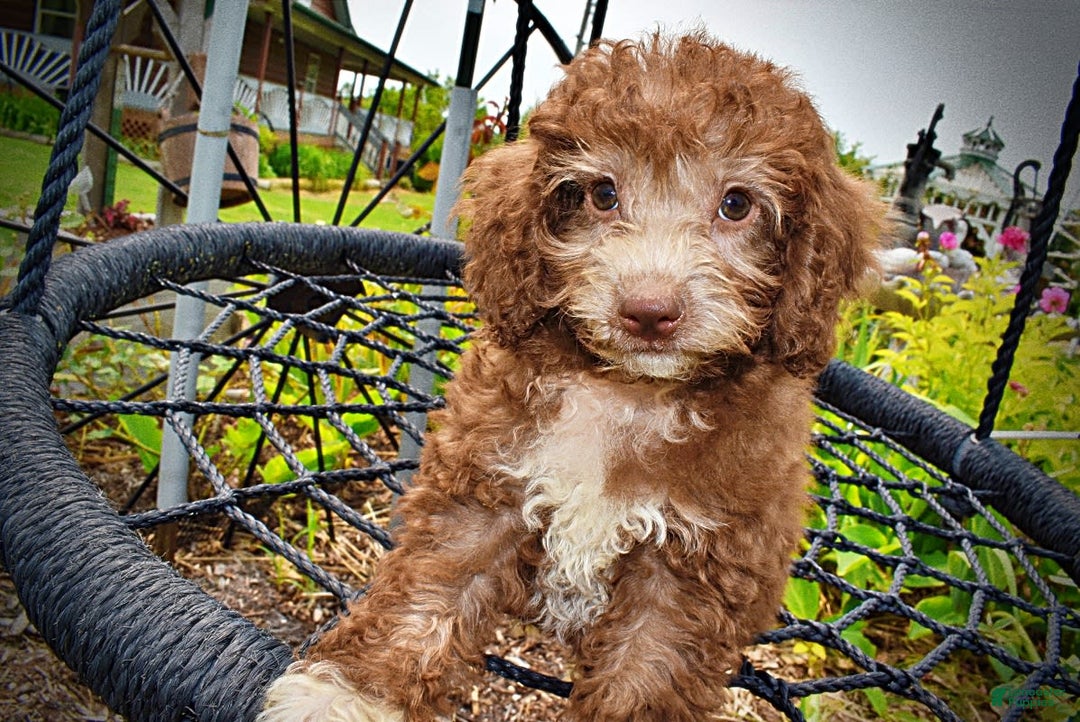 Havapoo dogs for sale: Toto - Image 17