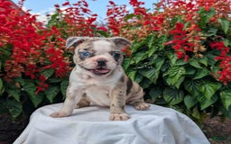 Frenchton dogs for sale: Nadia - Image 12