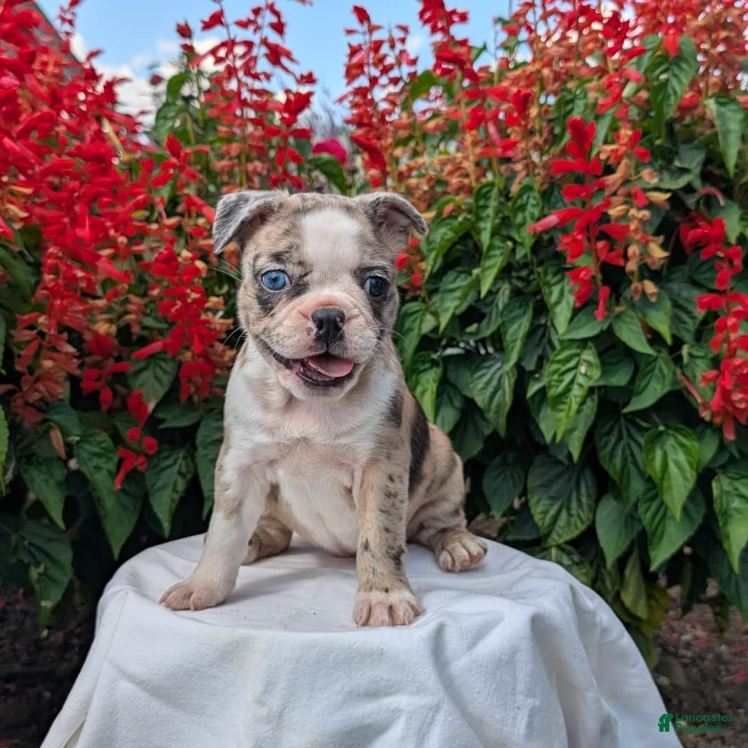 Frenchton dogs for sale: Nadia - Image 12
