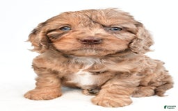 Cavapoo dogs for sale: Butterfinger - Image 3