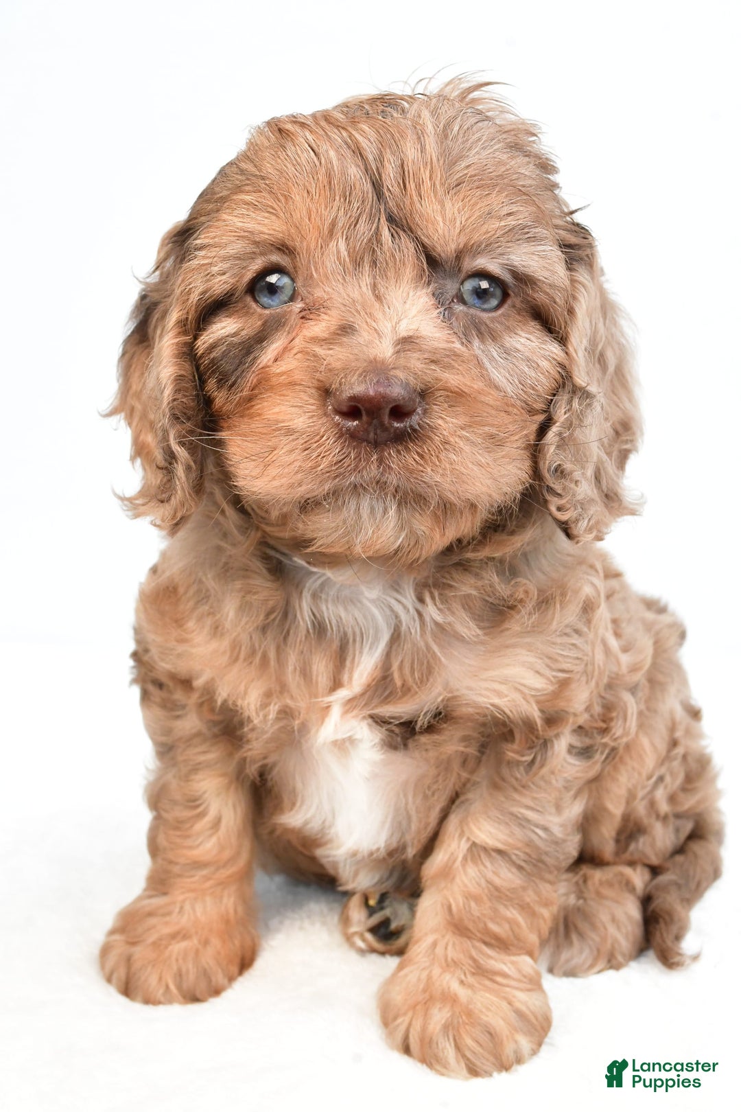 Cavapoo dogs for sale: Butterfinger - Image 3