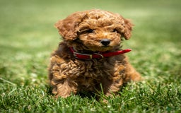 Goldendoodle dogs for sale: Annie - Image 7