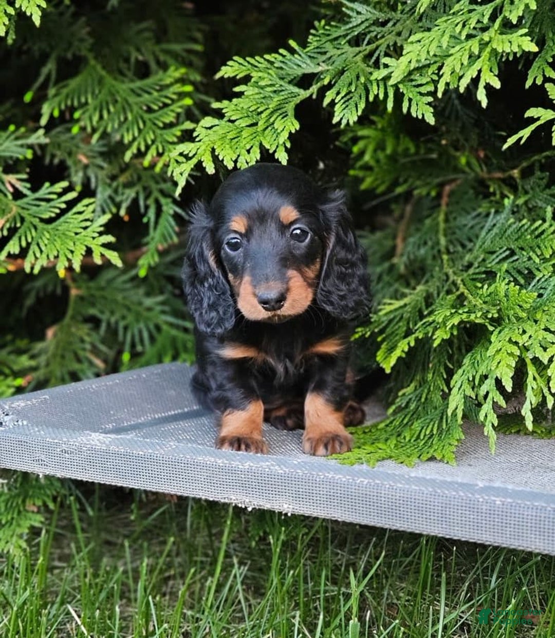 Dachshund dogs for sale: Raven - Image 2