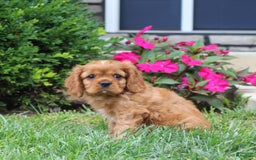 Cavalier King Charles Spaniel dogs for sale: Bentley - Image 4