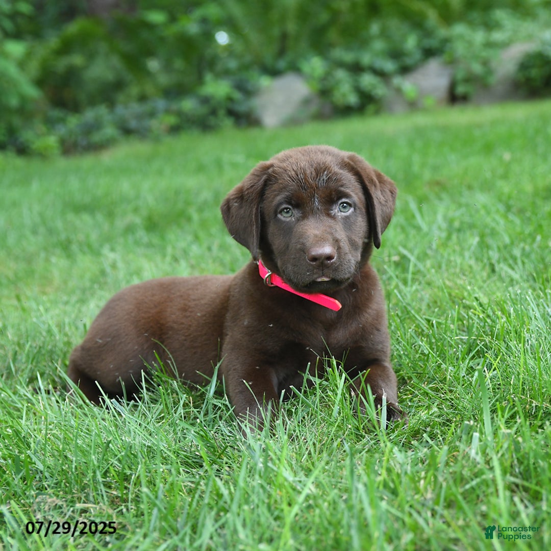 Labrador Retriever dogs for sale: May - Image 3