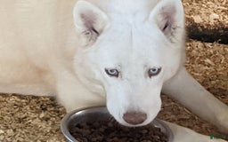 Siberian Husky dogs for sale: rocky - Image 11
