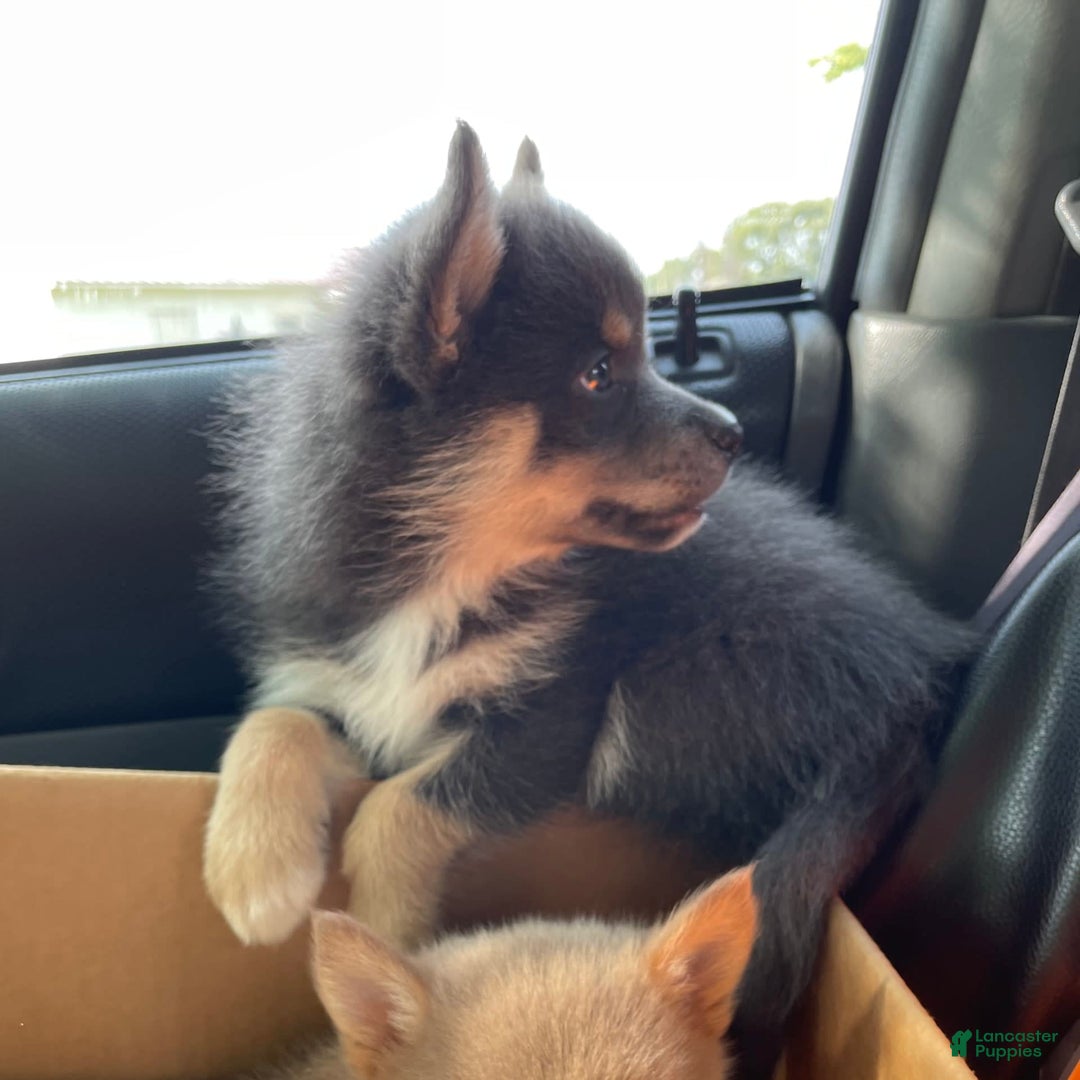 Pomsky dogs for sale: Grumpy - Image 4