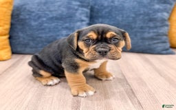Beabull dogs for sale: Bolt - Image 3