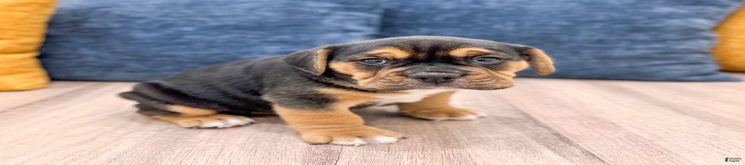Bolt