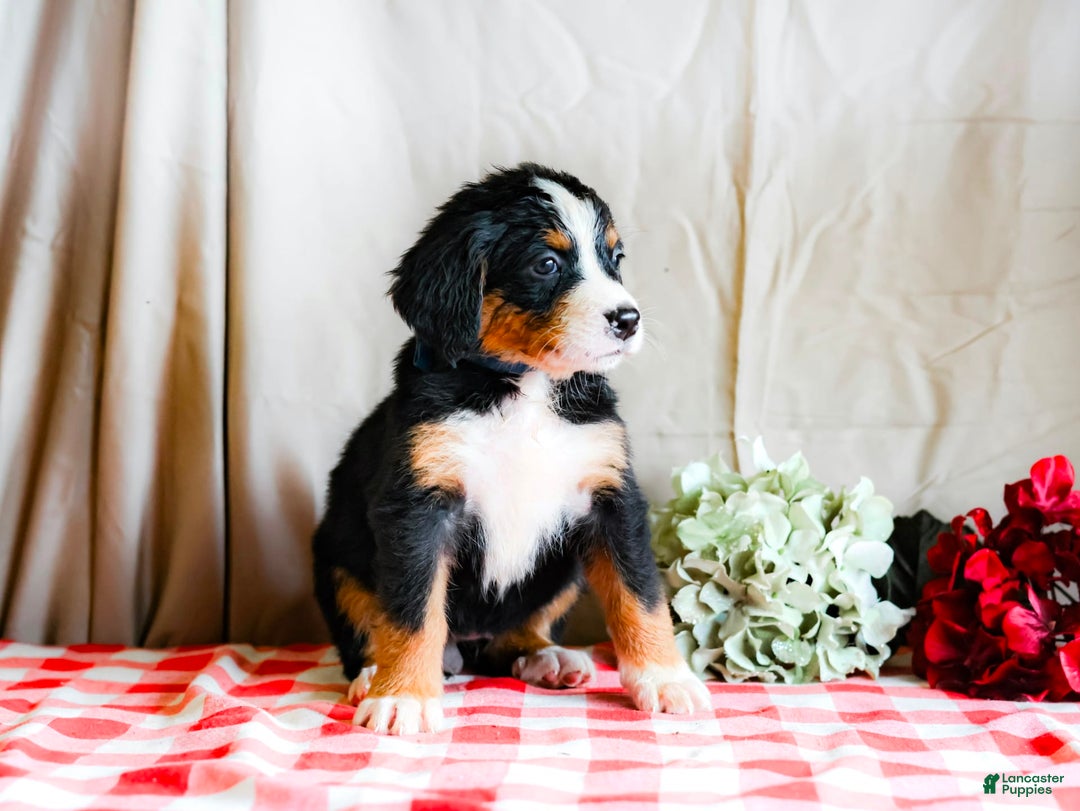 Bernese Mountain Dog dogs for sale: Layla - Image 6